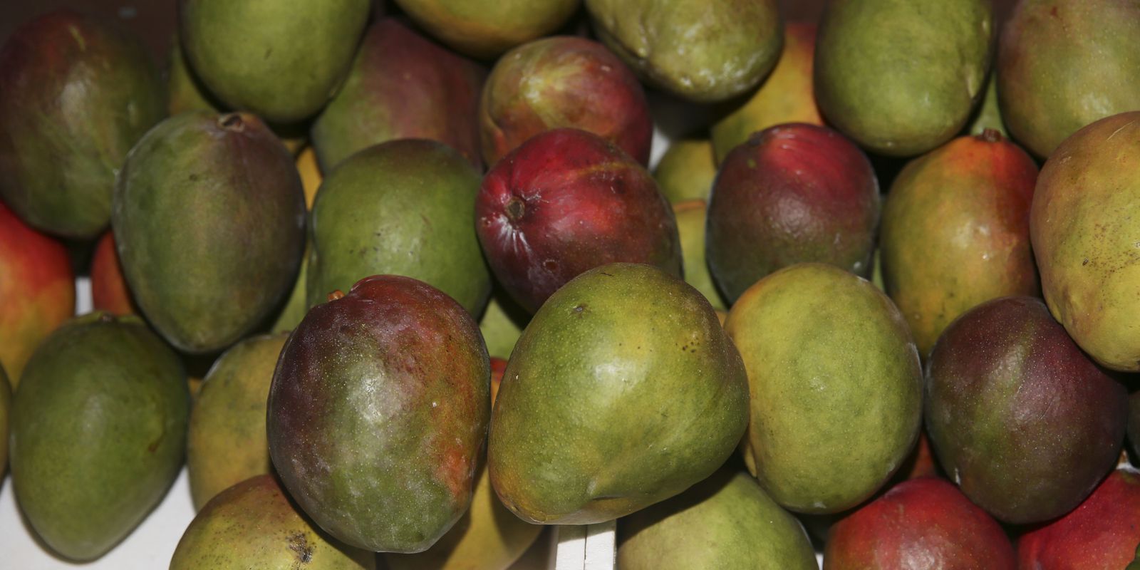 produtores-e-governo-discutem-formas-de-ampliar-a-exportacao-de-frutas