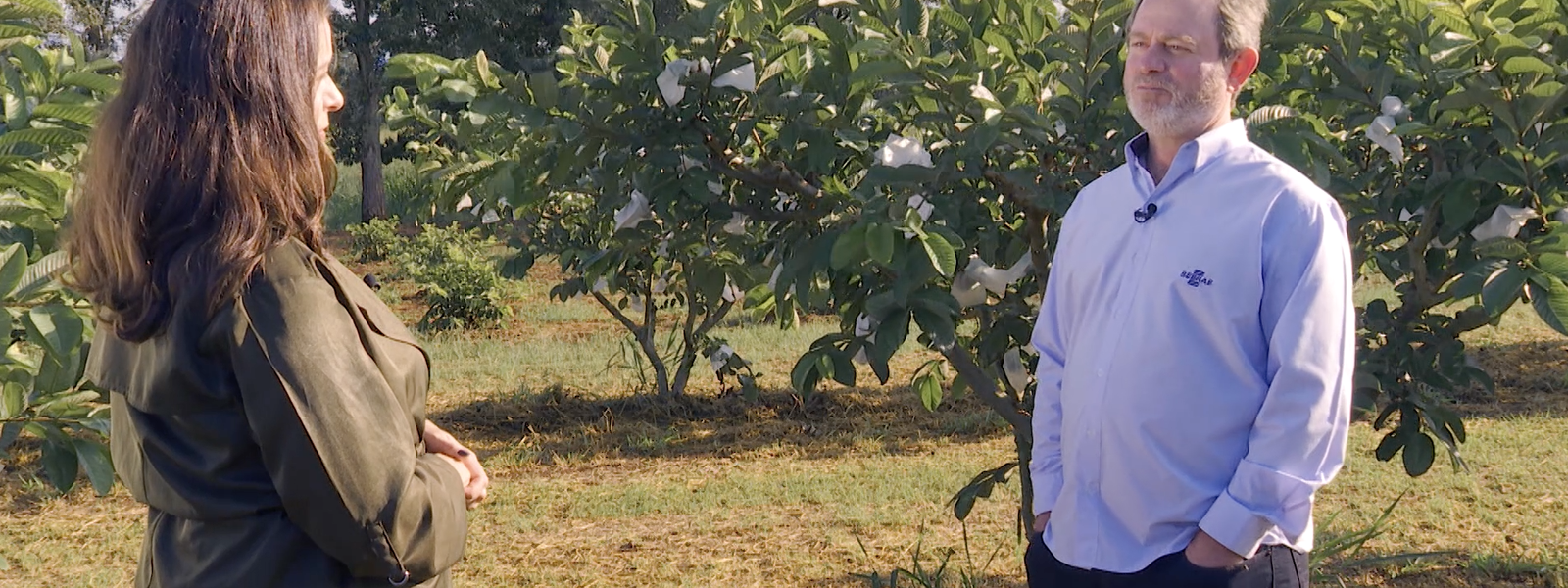 caminhos-da-reportagem-mostra-a-goiaba-brasileira-que-ganhou-o-mundo